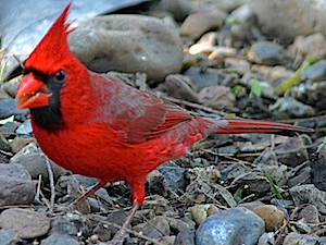 Northern Cardinal - Male